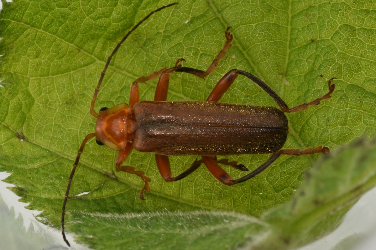 Cantharidae: Cantharis sp.?...Cantharis gr. pallida